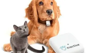 PetVet Cluj — Cabinete Veterinare, Cluj-Napoca, Cluj