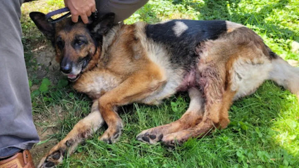 Clinica Veterinară HiKeVet — fotografie de copertă