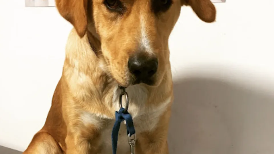 Medic Veterinar Baia Mare, Urgențe — fotografie de copertă