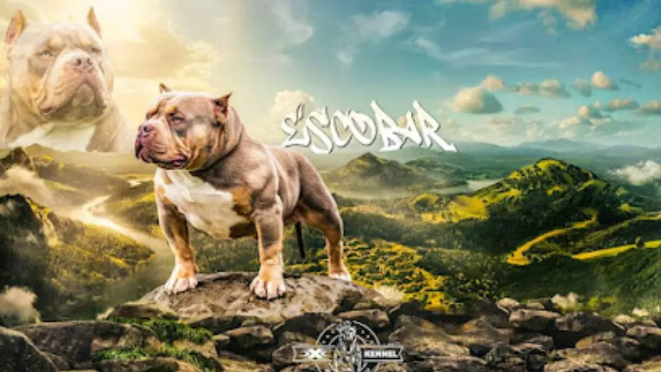 American Bully X X X Kennel — fotografie de copertă