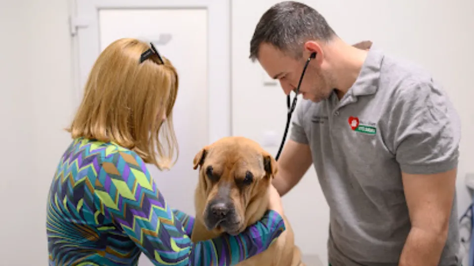 Exclusive Veterinary Clinic Vets Sibiu — fotografie de copertă
