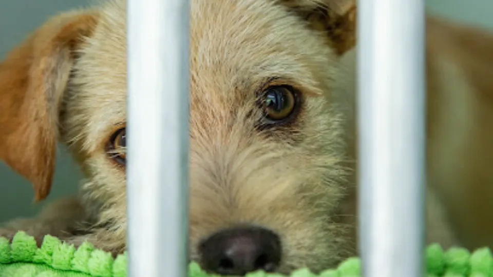 Transylvanian Pet Express — fotografie de copertă