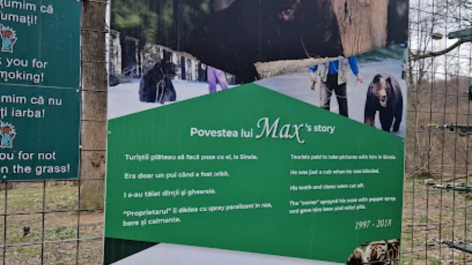 Libearty Bear Sanctuary Car Park — fotografie de copertă