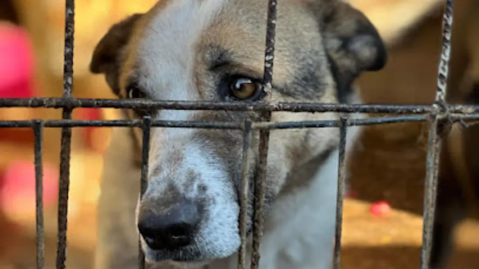 Miroslava Dog Shelter — fotografie de copertă
