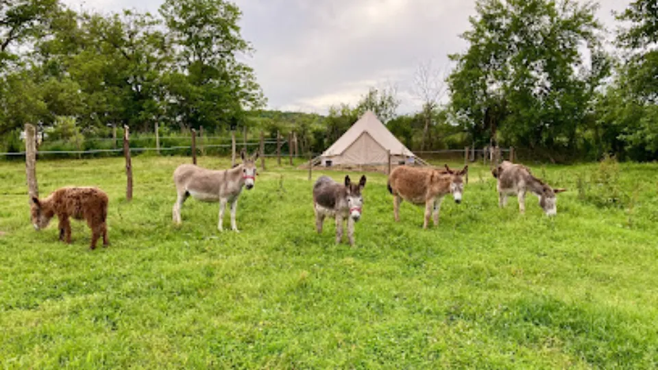 The Donkey Farm — fotografie de copertă