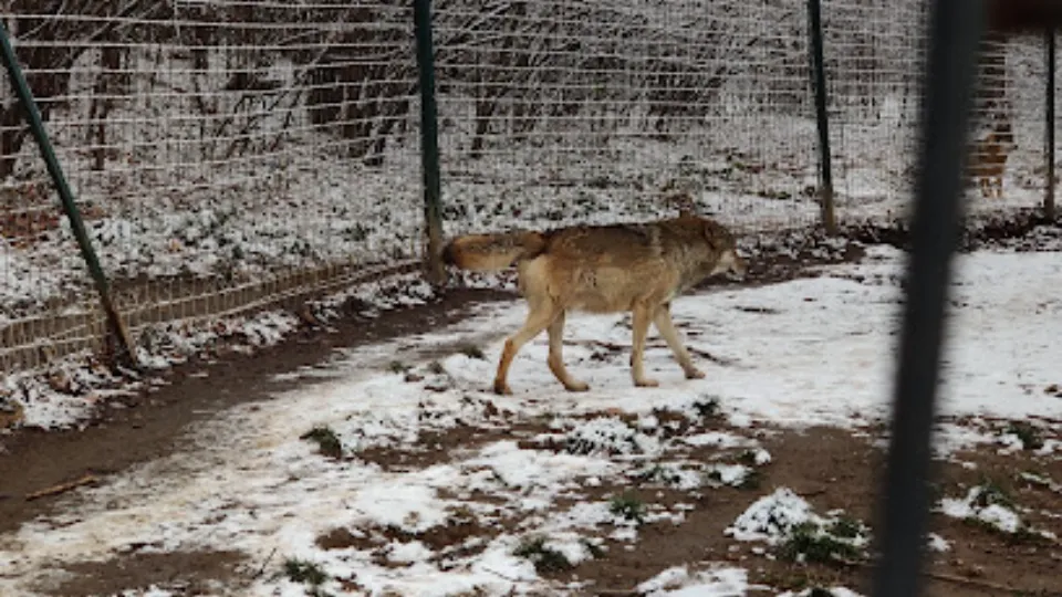 Libearty Bear Sanctuary Zarnesti — fotografie de copertă