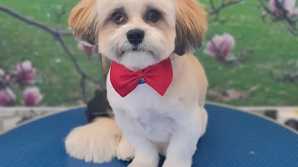 Dodo Happy Princess — fotografie de copertă