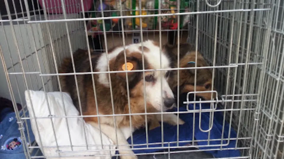 Shelter Dogs Pallady — fotografie de copertă