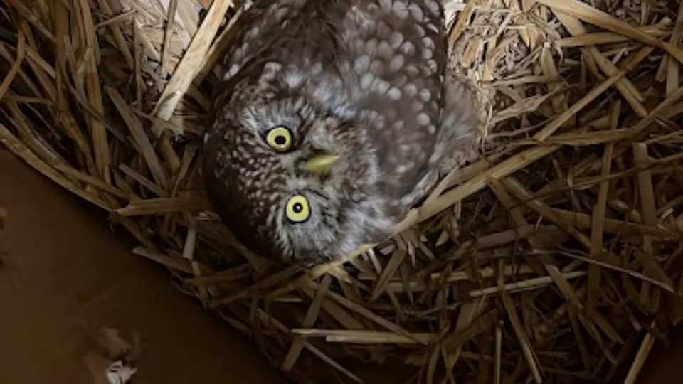 Transylvania Wildlife Rescue — fotografie de copertă