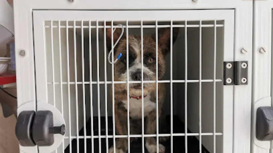 Cabinet Veterinar APISTOPVET — fotografie de copertă