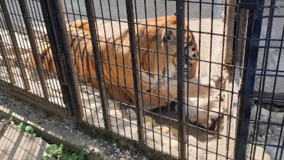 Zoo Bucharest — fotografie de copertă