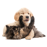 Logo PAWSITIVE Cabinet Veterinar