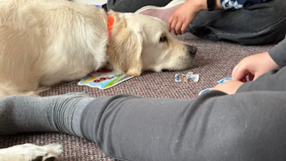 Dog Assist — fotografie de copertă