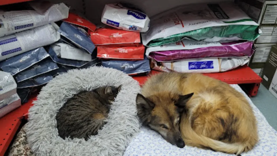 Clinica Veterinarius — fotografie de copertă