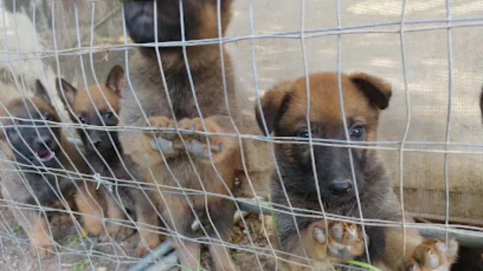 Ringstar Pet Hotel — fotografie de copertă