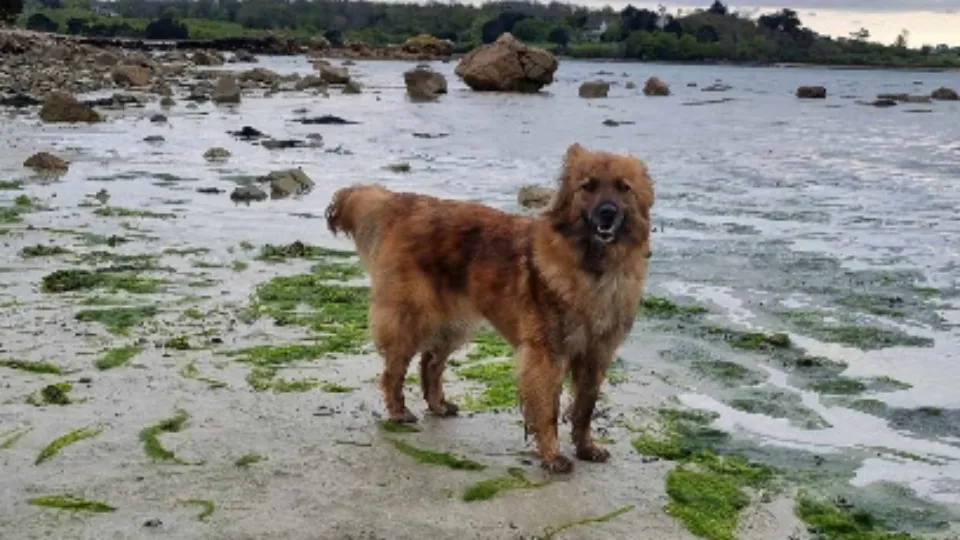 Asociatia No limit pets — fotografie de copertă