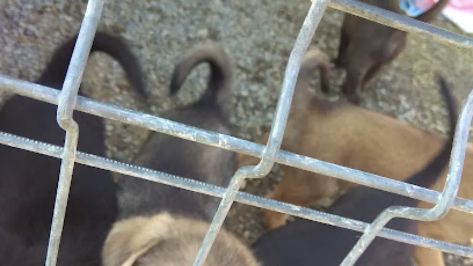 Adăpostul pentru câini - Pro Animalia — fotografie de copertă