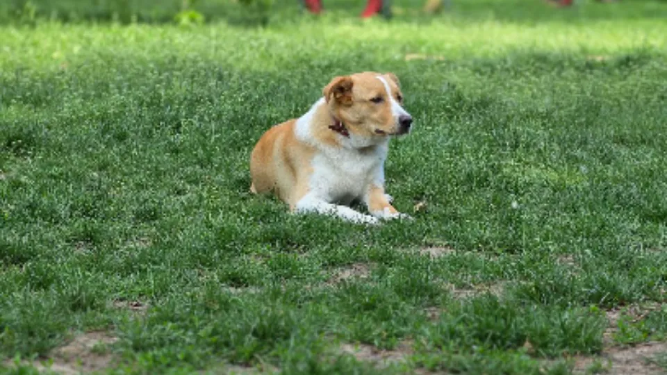 Parc de câini — fotografie de copertă
