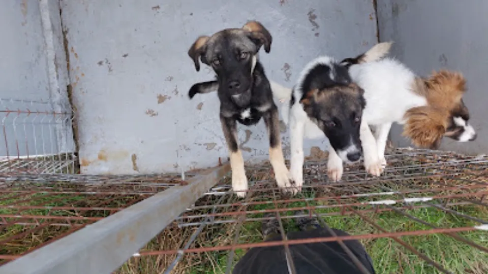 SHKR / Pfoten Forever - Dog and Cat Rescue — fotografie de copertă