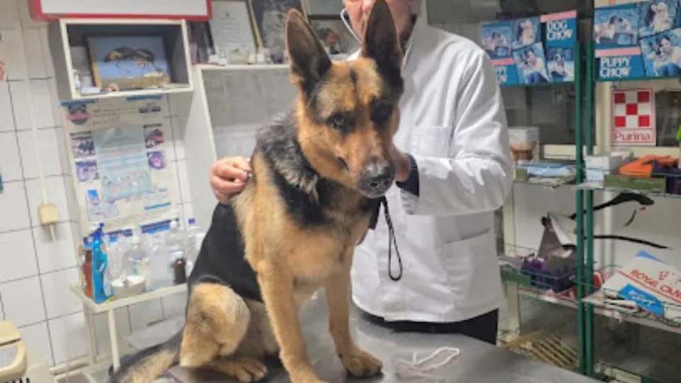 Cabinet si Farmacie veterinara Dr.Visinescu Pitesti judet Argeș — fotografie de copertă