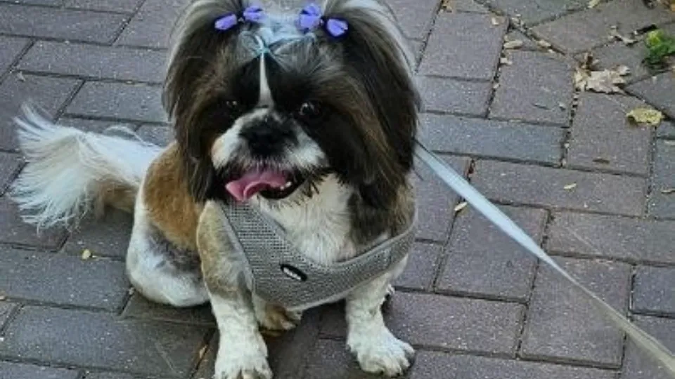 Bella Pet — fotografie de copertă