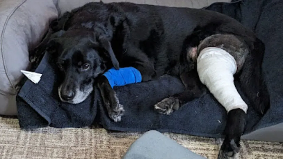 Help Vet — fotografie de copertă