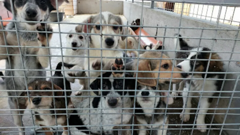 Shelter Dogs Smeura — fotografie de copertă