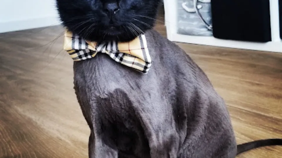 Cabinet Veterinar Doctor Șuteu Mircea — fotografie de copertă