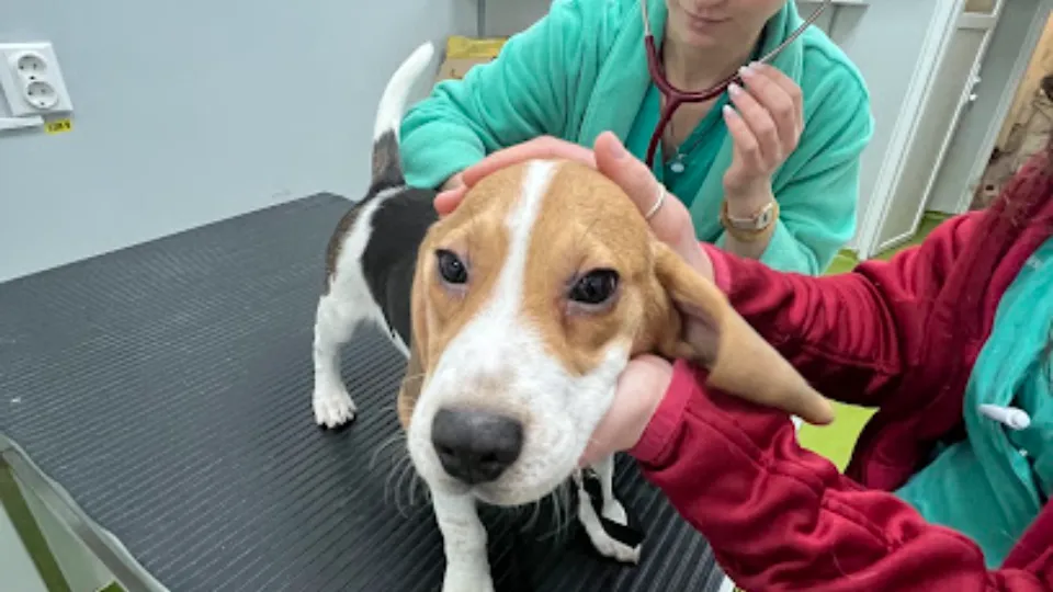 Clinica Veterinară Calvaria — fotografie de copertă