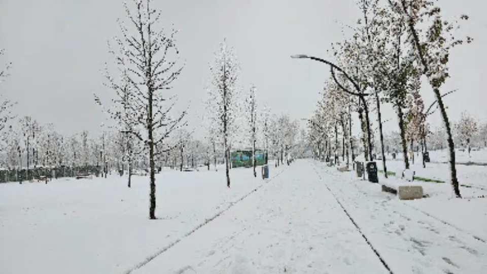 Loc de joacă pentru câini — fotografie de copertă