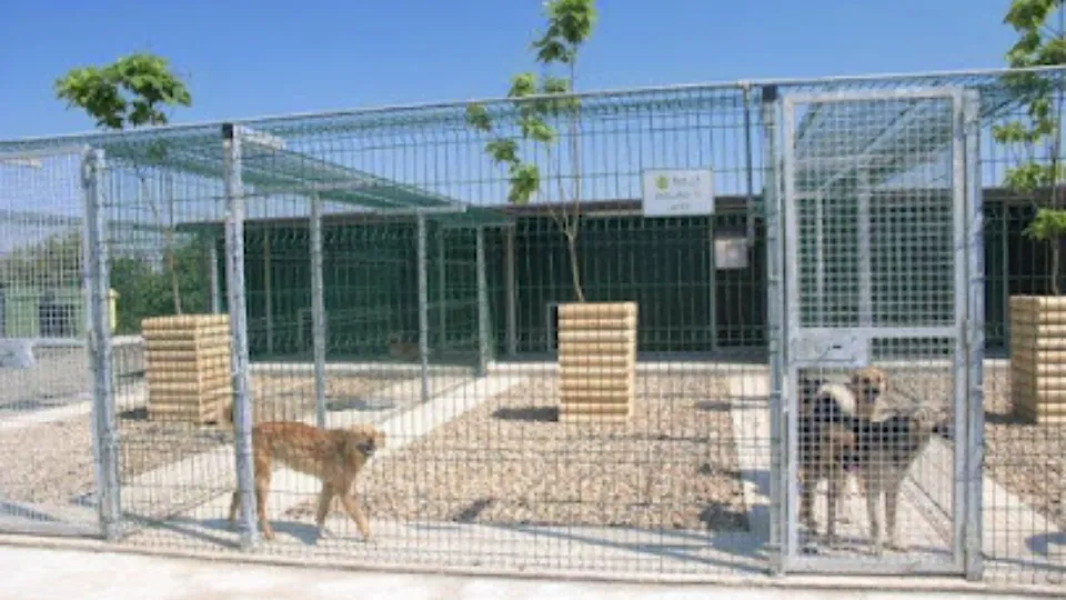 Urme de Bucurie by Save the Dogs — fotografie de copertă
