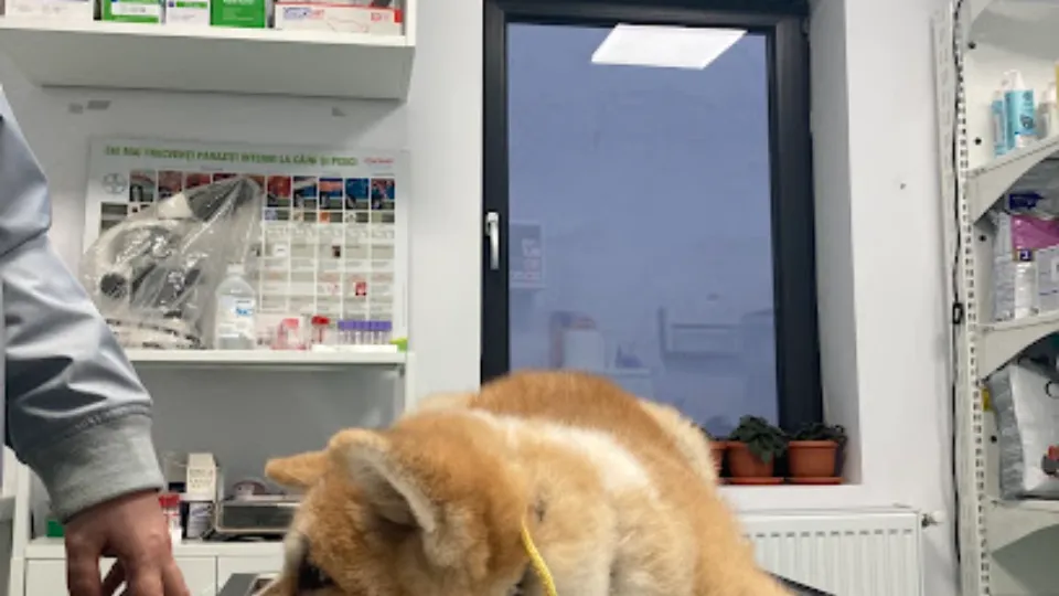 Cabinet Veterinar Alvet — fotografie de copertă