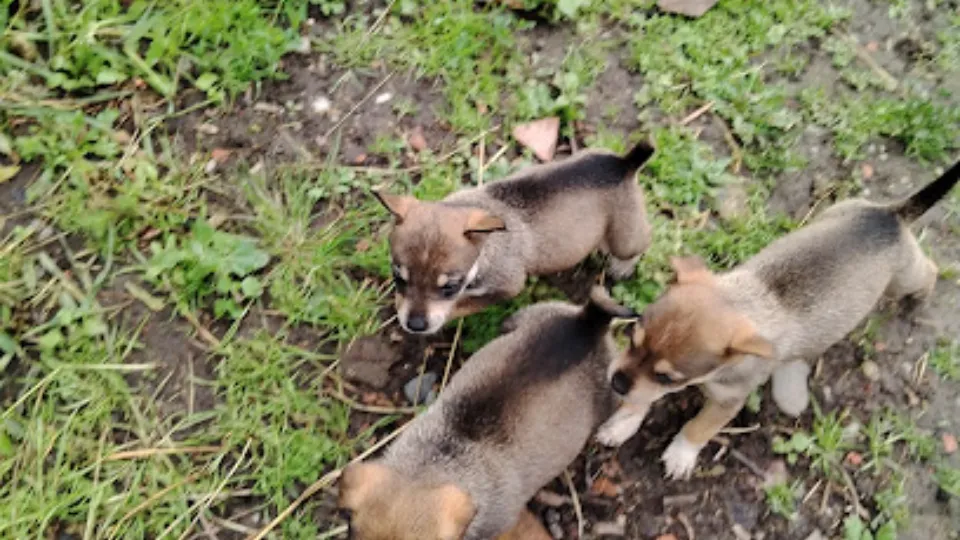 Adapostul de Animale Fara Stapan Dej -SADP — fotografie de copertă
