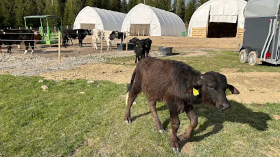 Spirit Animals Sanctuary — fotografie de copertă