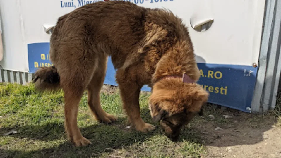 ASPA Bragadiru — fotografie de copertă