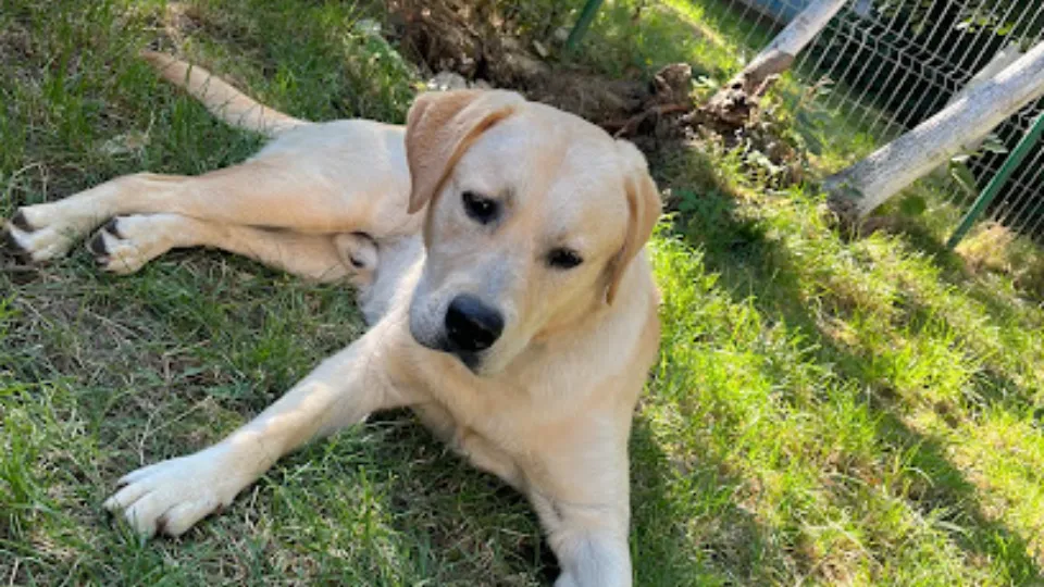 VetVision Animal Care — fotografie de copertă