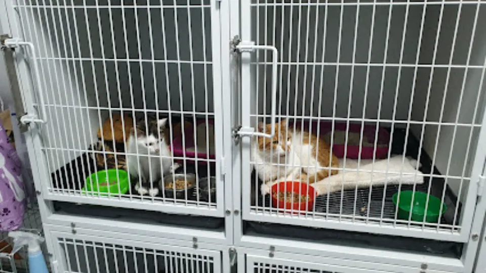 Amon Vet Care — fotografie de copertă