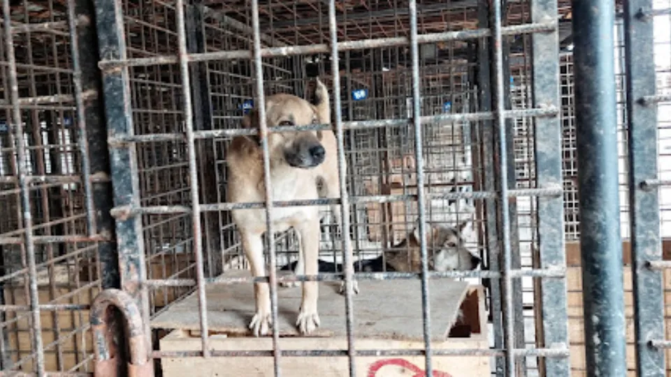 Adăpost de Câini Năsăud / Arme Hundeseelen aus Rumänien e.V. — fotografie de copertă