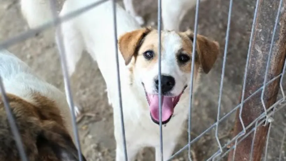 Tierheim Arche Faget — fotografie de copertă