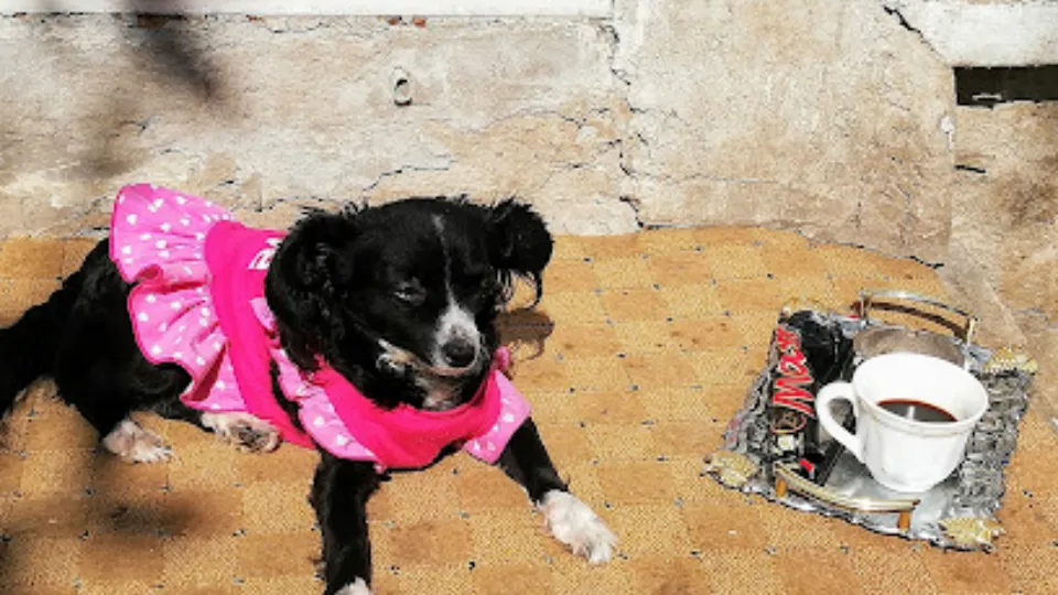 PETVET — fotografie de copertă