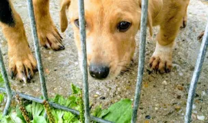 Adăpost Câini Comunitari — Adăposturi Animale, Municipiul Arad, Arad