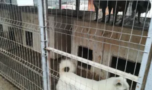 Adăpost Câini Municipiul Bacau — Adăposturi Animale, Municipiul Bacău, Bacău