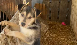 Adapost caini Radauti — Adăposturi Animale, Rădăuți, Suceava
