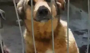 Adapost Catei SFD — Adăposturi Animale, Dâmbovița