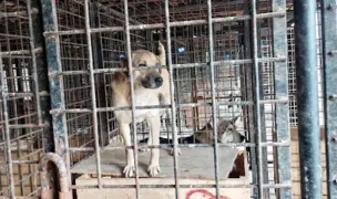 Adăpost de Câini Năsăud / Arme Hundeseelen aus Rumänien e.V. — Adăposturi Animale, Bistrița-Năsăud