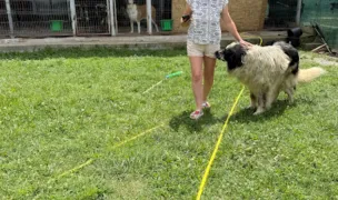Adăpost Public Câini — Adăposturi Animale, Prahova
