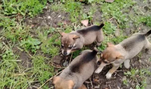 Adapostul de Animale Fara Stapan Dej -SADP — Adăposturi Animale, Dej, Cluj
