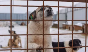 Adăpostul de câini - Onești — Adăposturi Animale, Bacău