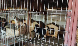 Adapostul de caini Piatra Neamt — Adăposturi Animale, Piatra Neamț