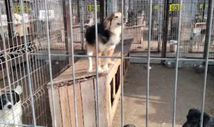 Adăpostul pentru câini fără stăpân, Suceava — Adăposturi Animale, Municipiul Suceava, Suceava